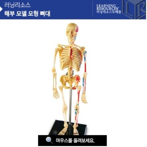 해부 모델 모형 뼈대 [LER3337] 인체모형 인체뼈대