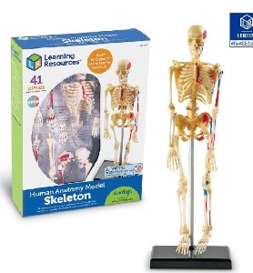 러닝리소스 해부 모델 모형 뼈대 LER 3337 인체모형 뼈대모형 인간의 뼈모형