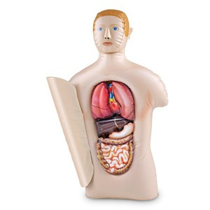 [과학모형] EDU 1814 대형 인체 해부 모형 - 소화기관 (Anatomy Inflatable Torsos)