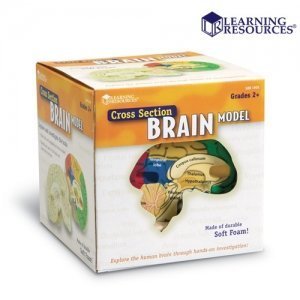 [러닝리소스] 인간의 뇌 내부 모형_Cross section brain Model ,edu1903