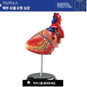 해부 모델 모형 심장 [LER3334] 인체모형 심장모형