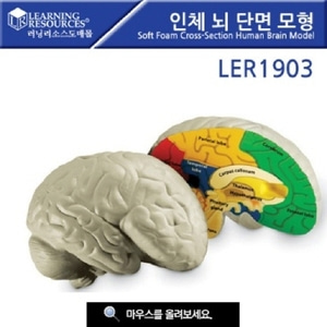 [LER1903] 인체 뇌 단면 모형 뇌모형 인체모형 뇌단면