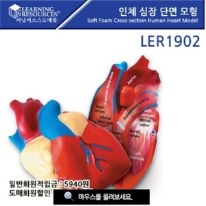 [LER1902] 인체 심장 단면 모형 심장모형 인체모형