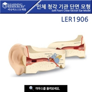 [LER1906] 인체 청각 기관 단면 모형 청각기관모형
