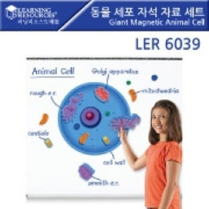 [ler6039] 동물 세포 자석 자료 세트 동물세포자료 EDU 6039  동물 세포 자석 자료 세트