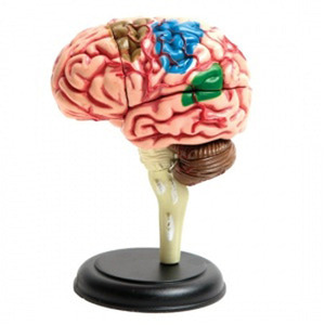3335 인체탐험 뇌 모형 모형뇌 뇌모형 뇌모형세트