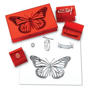 [과학모형] EDU 1115 나비 일생 도장 (Butterfly Life Cycle Stamp)