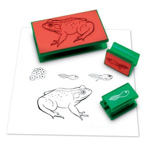 [과학모형] EDU 1116 개구리 일생 도장 (Frog Life Cycle Stamp)