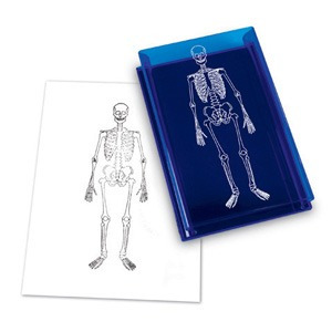 [과학모형] EDU 1118 인체 골격 도장 (Human Skeleton Stamp)