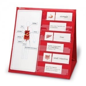 [러닝리소스] 탁상용 바디 포켓 차트_Human Body Magnetic Tabletop Pocket Chart ,edu6505