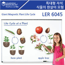 [ler6045] 특대형 자석 식물의 한살이 모형 식물모형