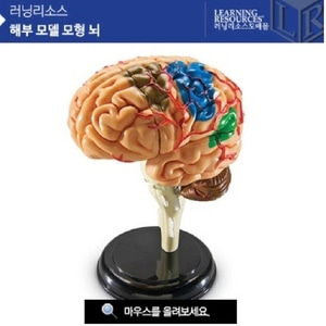 러닝리소스 해부 모델 모형 뇌 LER 3335 뇌모형 인체모형 사람의뇌 모형 학교용
